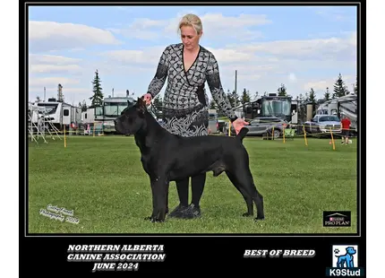 a person standing next to a black cane corso dog